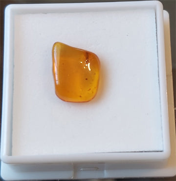 Amber Insect  - -  Size  -  Var Rect - 8x6       Weight Carat  -  1.83